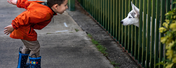 Boy playing with dogs