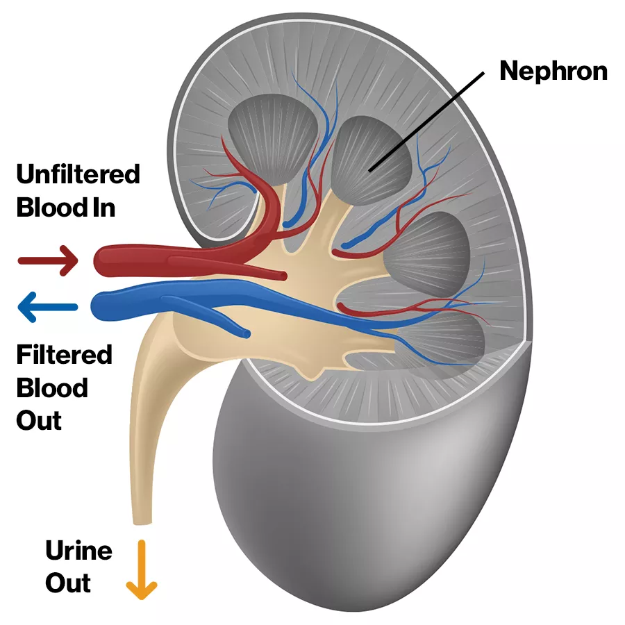 Diagram of a kidney