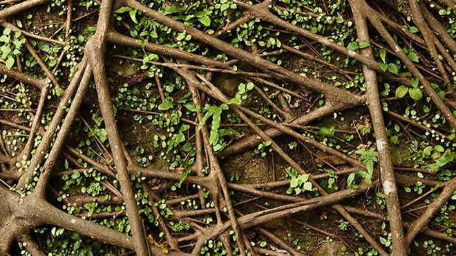 Network of brown tree roots with green leaves