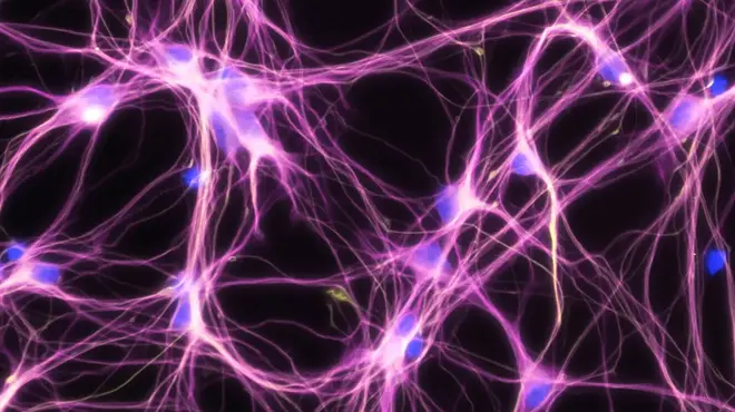 neuron imagen